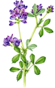 Alfalfa-Medicago-sativa.webp
