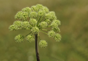 Angelica-Flower.webp