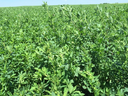 Alfalfa Field.webp
