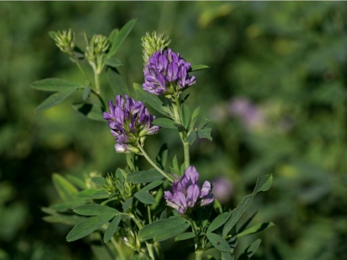 Alfalfa.webp