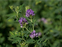 Alfalfa.webp