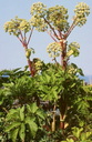 Angelica-Plant.webp