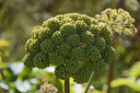 Angelica-Seed.webp