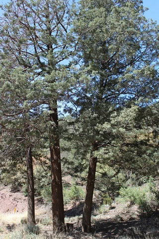 Az Cypress.webp