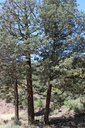 Az Cypress.webp