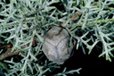 Az Cypress cone.webp