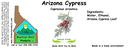 Az Cypress NF 4x1.5.webp