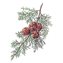 Az Cypress White.webp
