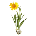 Arnica White.webp