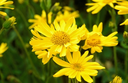 Arnica.webp