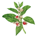 Ashwagandha White.webp