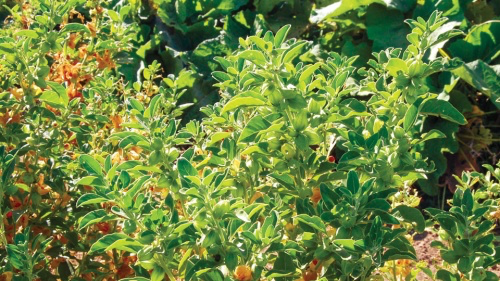 Ashwagandha.webp
