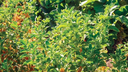 Ashwagandha.webp