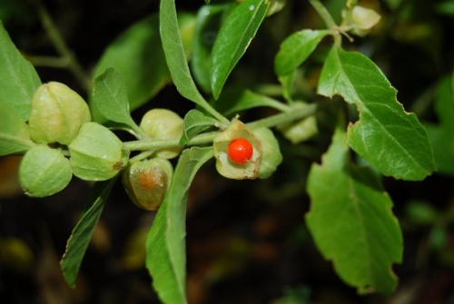 Ashwagandha fruit.webp