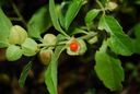 Ashwagandha fruit.webp