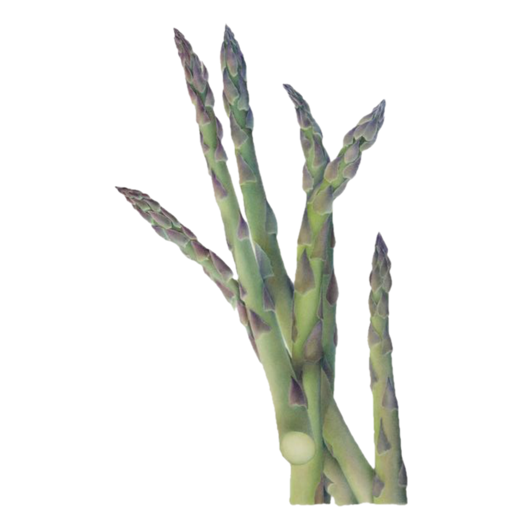 Asparagus White.webp