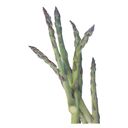 Asparagus White.webp