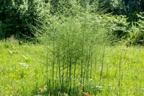 Asparagus-flower.webp