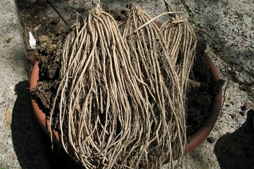Asparagus-Root.webp