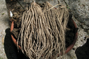 Asparagus-Root.webp