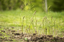 Asparagus-stalk.webp
