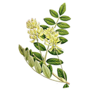 Astragalus White.webp