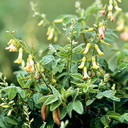 astragalus.webp