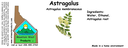 Astragalus ST 4x1.5.webp