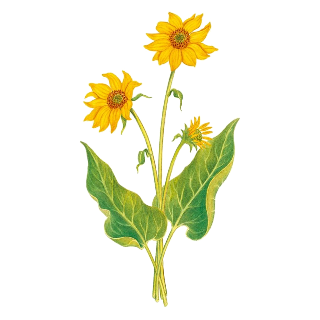 Balsam Root White Flower.webp