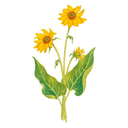 Balsam Root White Flower.webp