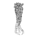 Balsam Root White Root.webp