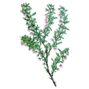 Barberry White.webp