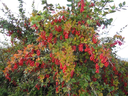 Barberry plant.webp