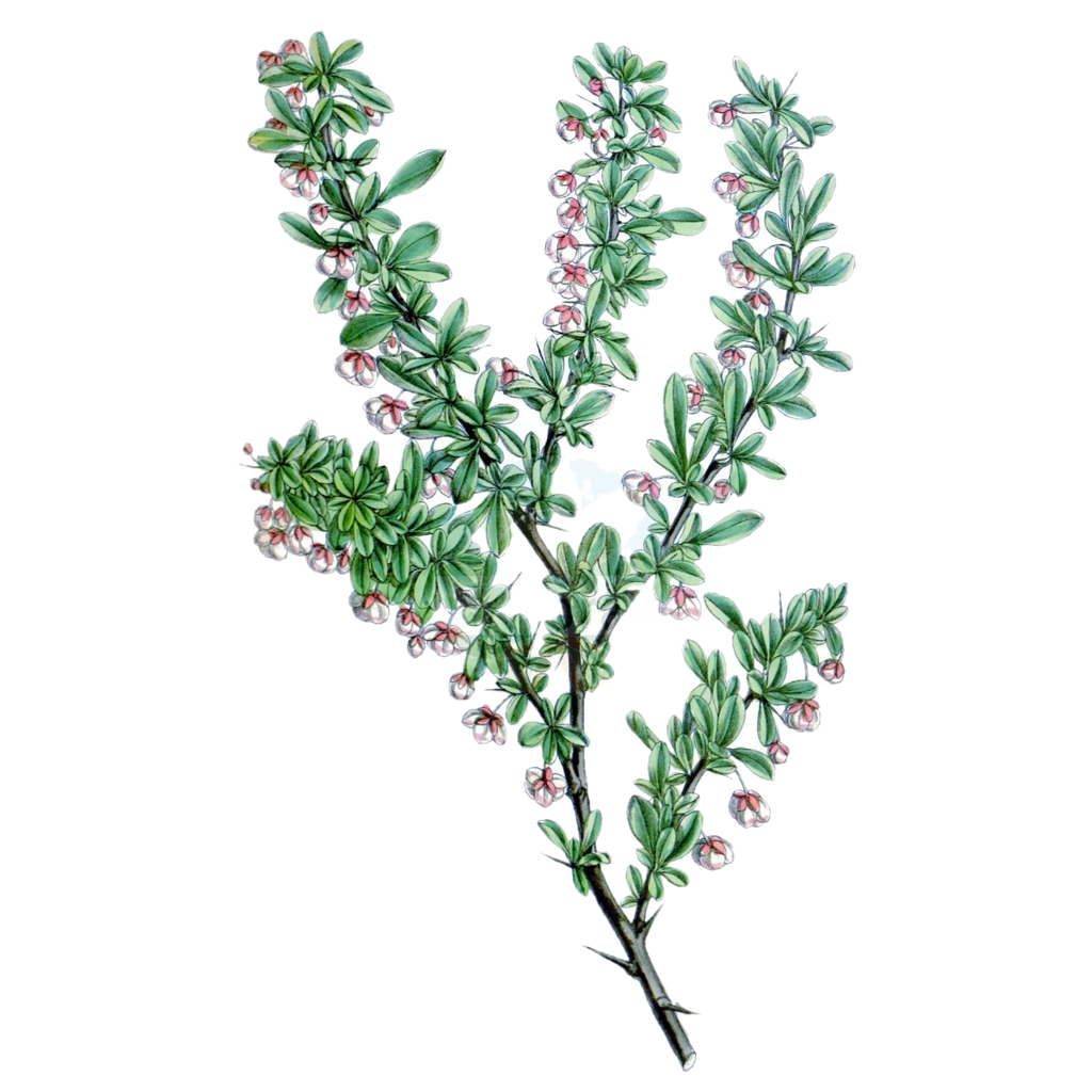 Barberry White.webp