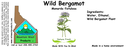Wild Bergamot NF 4x1.5.webp