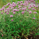 monarda fistulosa.webp