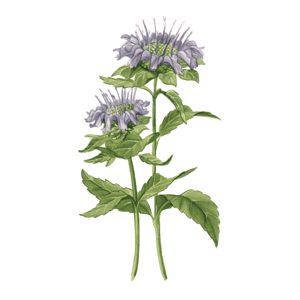Wild Bergamot White.webp