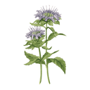 Wild Bergamot White.webp