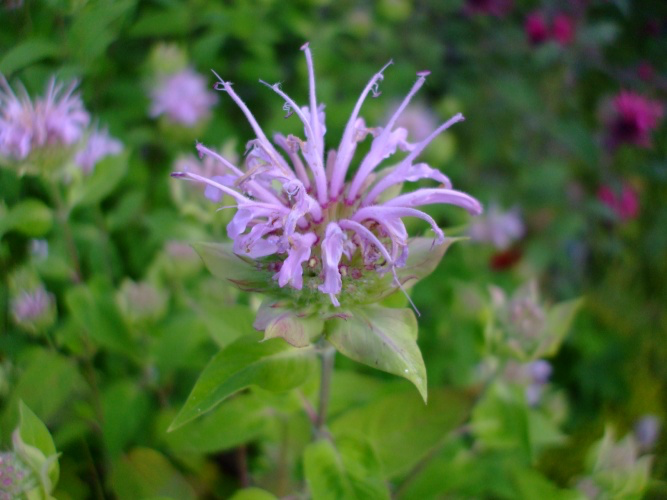 Monarda fistulosa flower.webp