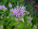 Monarda fistulosa flower.webp
