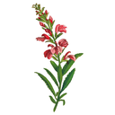 Betony White.webp