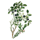 Bilberry White.webp