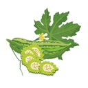 Bitter Melon White.webp