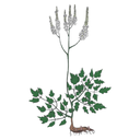 Black Cohosh White.webp