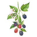Blackberry White.webp