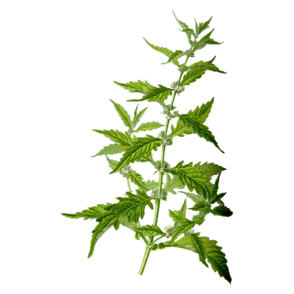 Bugleweed White.webp