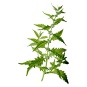Bugleweed White.webp