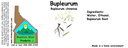 Bupleurum ST 4x1.5.webp