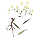 Bupleurum White.webp