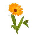 Calendula White.webp